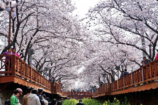 首爾汝矣島櫻花祭 遊超浪漫櫻花大道